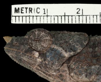 Media type: image;   Herpetology R-54501